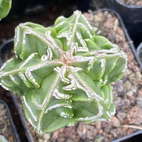 Rare Cactus - Astrophytum Myriostigma Fukuryu (1.5")