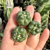 Rare Cactus - Coryphantha Elephantidens cv. Inermis offset (1”)