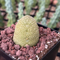 Rare Succulents - Pseudolithos Migiurtinus 2”, Live Plant