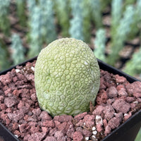 Rare Succulents - Pseudolithos Migiurtinus 2”, Live Plant
