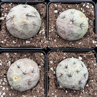 Rare Cactus, Tephrocactus Geometricus Black Spine (Single Ball cutting), Live Plant