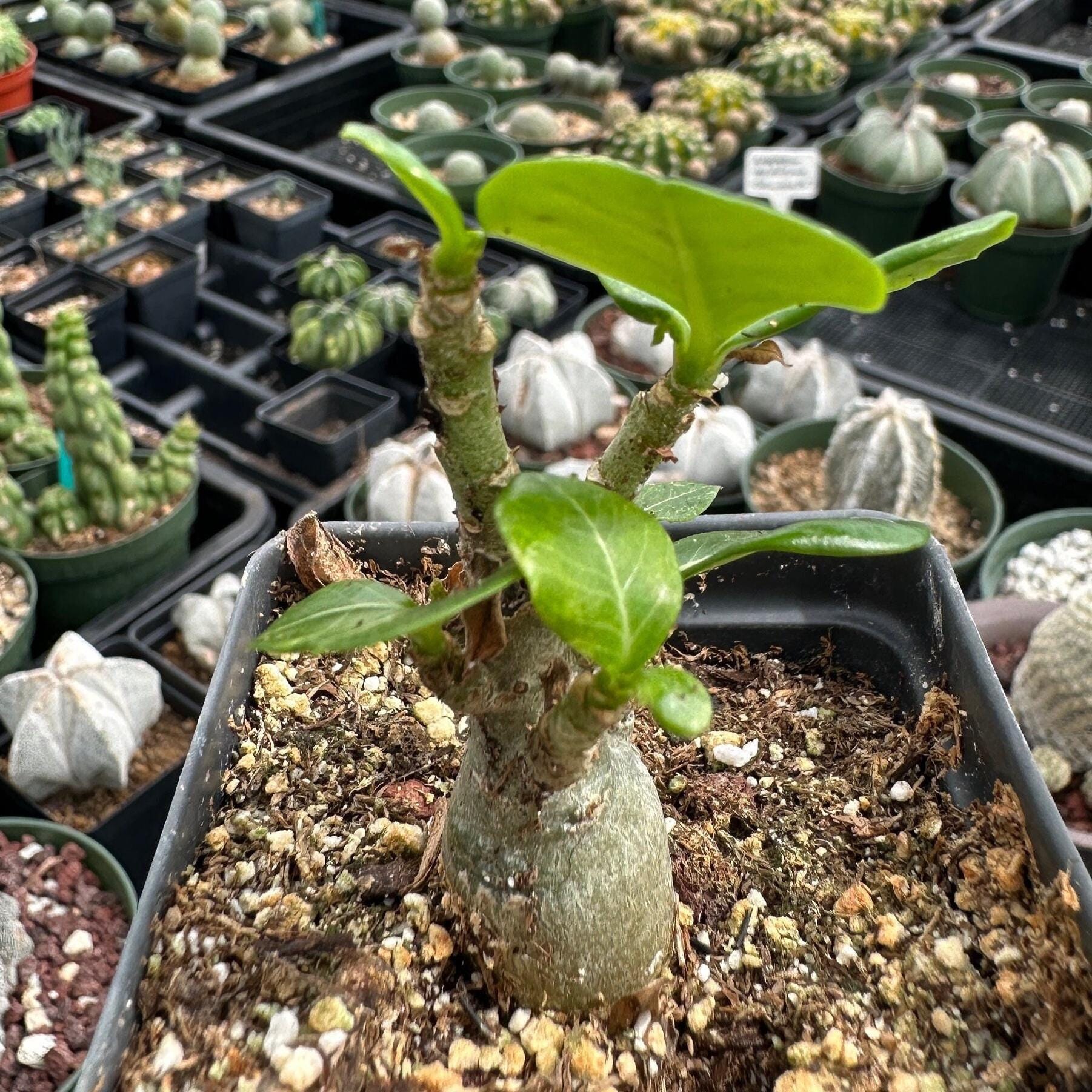 adenium indoor plant Adenium Obesum, Desert Rose, Great Starter Seedlings, Rare Succulent, – 1am  Succulents