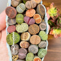Rare Succulents - Lithops spp.