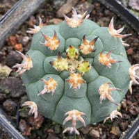 A close-up image of a cactus plant with numerous sharp, pointed spines and small, yellow flowers at the center.