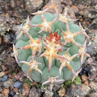 A close-up image of a cactus plant with numerous sharp, star-shaped spines and a small red flower at the center.