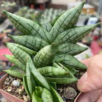 A hand is holding a potted plant with long, thin leaves in a garden setting.