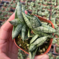 A hand holding a small potted plant with green leaves.