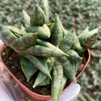 A close-up image of a potted succulent plant with long, thin leaves in a terracotta pot.