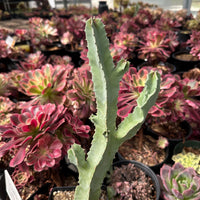Rare Succulents - Caralluma Speciosa 8”
