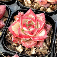 A close-up image of a vibrant red succulent plant with a large, intricate flower-like structure in the center, surrounded by a bed of soil and rocks.