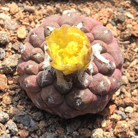A close-up image of a cactus plant with a yellow flower blooming on it, set against a rocky background.