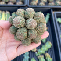 Rare Cactus - Rebutia Heliosa cluster