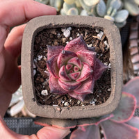 A hand is holding a small potted succulent plant with a pink and purple color pattern.