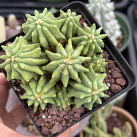 Live Plant, Ferocactus Glaucescens Cluster, Rare Cactus