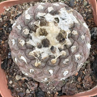 A close-up image of a cactus plant with a textured, spiny surface, surrounded by soil and rocks.