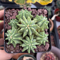 Live Plant, Ferocactus Glaucescens Cluster, Rare Cactus