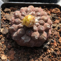 A cactus plant with a yellow flower in the center, surrounded by small rocks and soil.