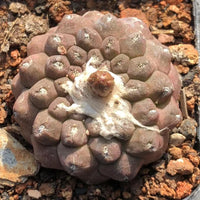 A close-up image of a cactus plant with a white, fuzzy growth around the center, surrounded by rocks and dirt.