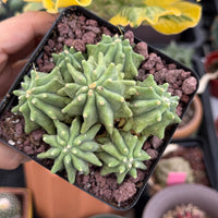 Live Plant, Ferocactus Glaucescens Cluster, Rare Cactus