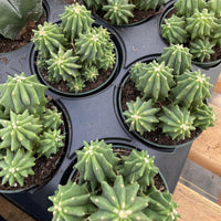a collection of potted cacti arranged on a wooden surface.