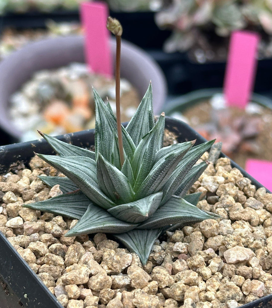 Rare Haworthia Ivory Tower White Variegata