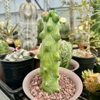 Rare Boobie Cactus, Myrtillocactus Geometrizans cv. Fukurokuryuzinboku 10”+