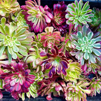 Aeonium Variegated Cuttings – Rare Live Plant Finds from California Greenhouse Nursery, Set of 3, 6, or 10!