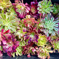 Aeonium Variegated Cuttings – Rare Live Plant Finds from California Greenhouse Nursery, Set of 3, 6, or 10!