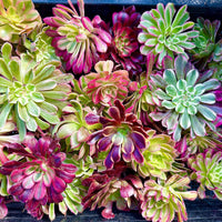 Aeonium Variegated Cuttings – Rare Live Plant Finds from California Greenhouse Nursery, Set of 3, 6, or 10!
