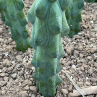 Rare Boobie Cactus, Myrtillocactus Geometrizans cv. Fukurokuryuzinboku 10”+