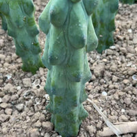 Rare Boobie Cactus, Myrtillocactus Geometrizans cv. Fukurokuryuzinboku 10”+