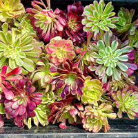 Aeonium Variegated Cuttings – Rare Live Plant Finds from California Greenhouse Nursery, Set of 3, 6, or 10!