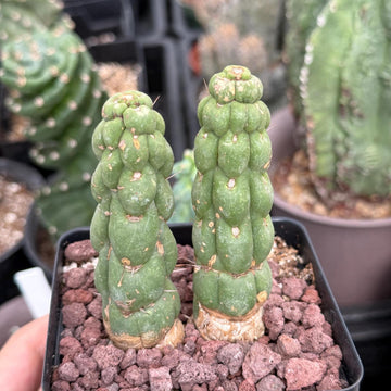 Rare Cactus, Eulychnia Castanea cv. varispiralis Double Heads (1)
