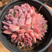 Rare Echeveria Desert Rose Succulent Cluster – Live Rosette Plant – Unique Drought-Tolerant Houseplant