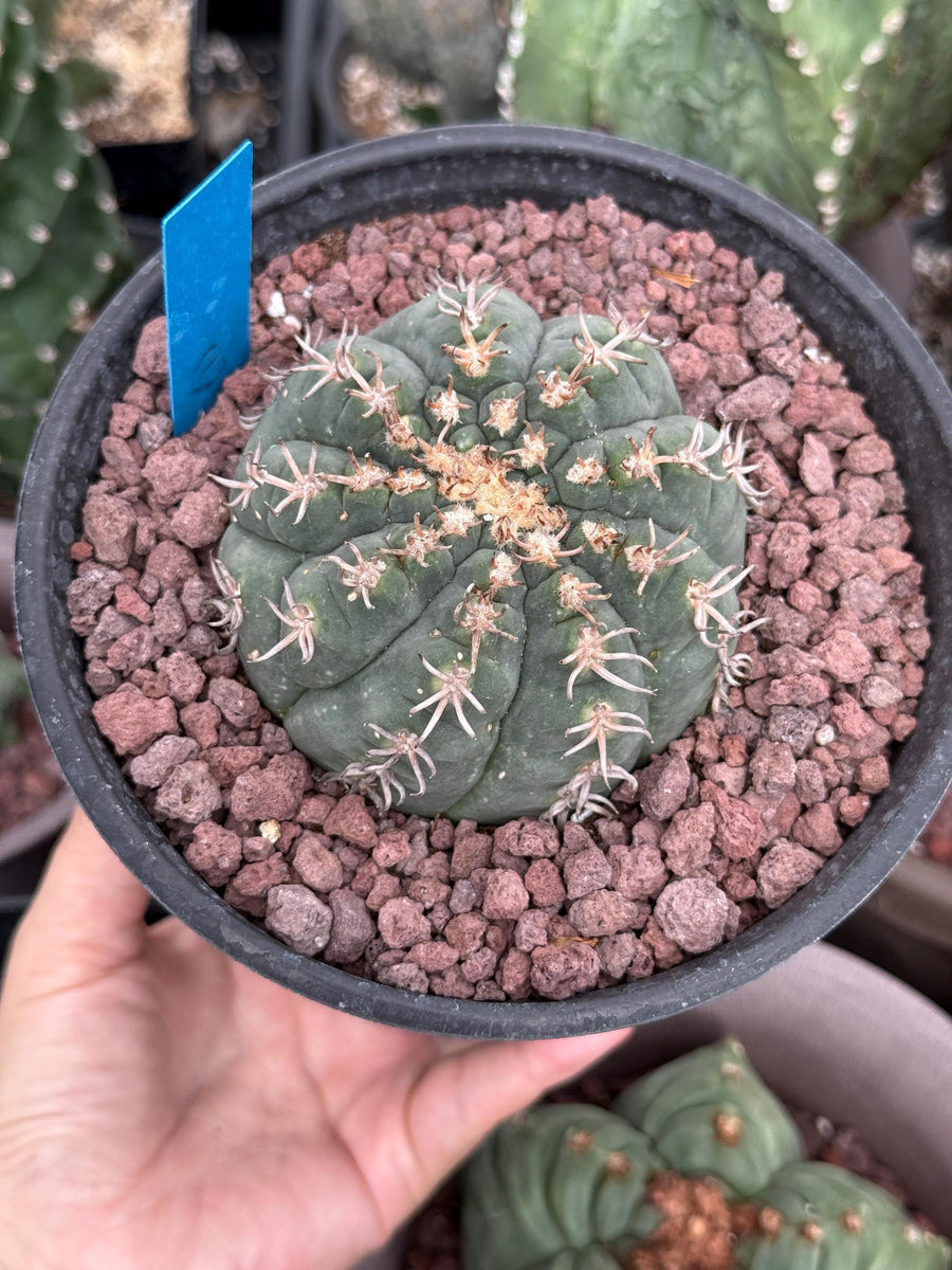 Live Plant - Rare Cactus, Gymnocalycium Spegzzinii var. Unguispinum (6)