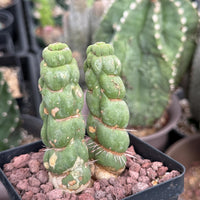 Rare Cactus, Eulychnia Castanea cv. varispiralis Double Heads (1)