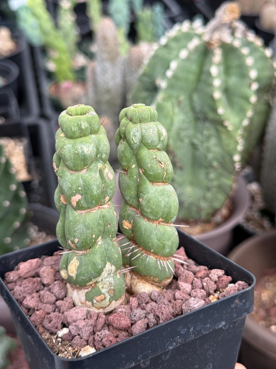 Rare Cactus, Eulychnia Castanea cv. varispiralis Double Heads (1)