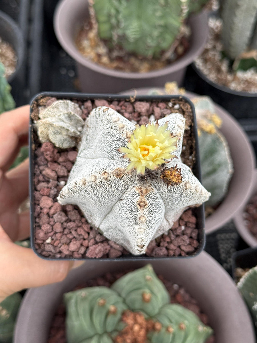 Rare Cactus, Astrophytum Onzuka (4”), Live Plant, WYSIWYG (3)