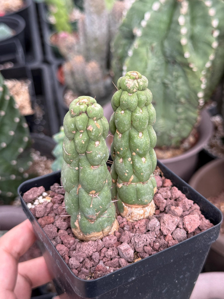 Rare Cactus, Eulychnia Castanea cv. varispiralis Double Heads (1)