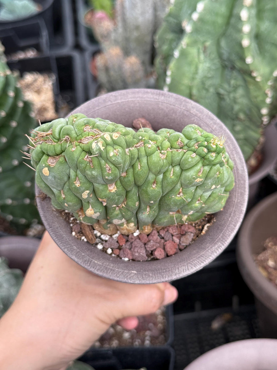 Rare Cactus, Eulychnia Crastanea Crested (1)