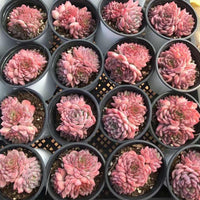 Rare Echeveria Desert Rose Succulent Cluster – Live Rosette Plant – Unique Drought-Tolerant Houseplant