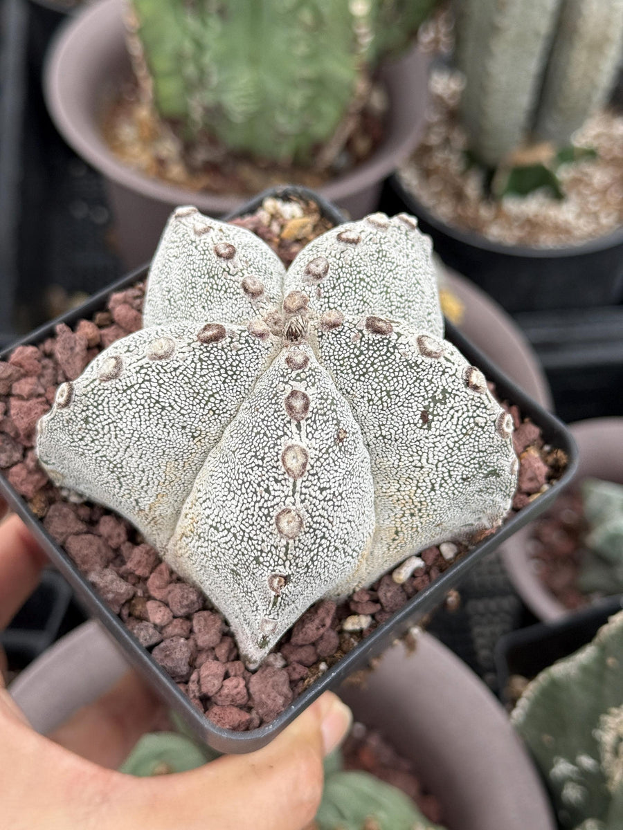 Rare Cactus, Astrophytum Onzuka (4”), Live Plant, WYSIWYG (2)