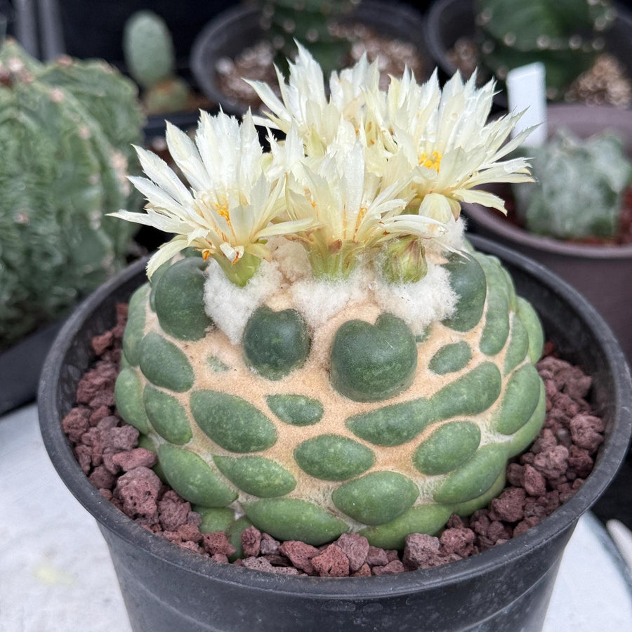 Coryphantha elephantidens cv. Inermis 6” Pot (1)