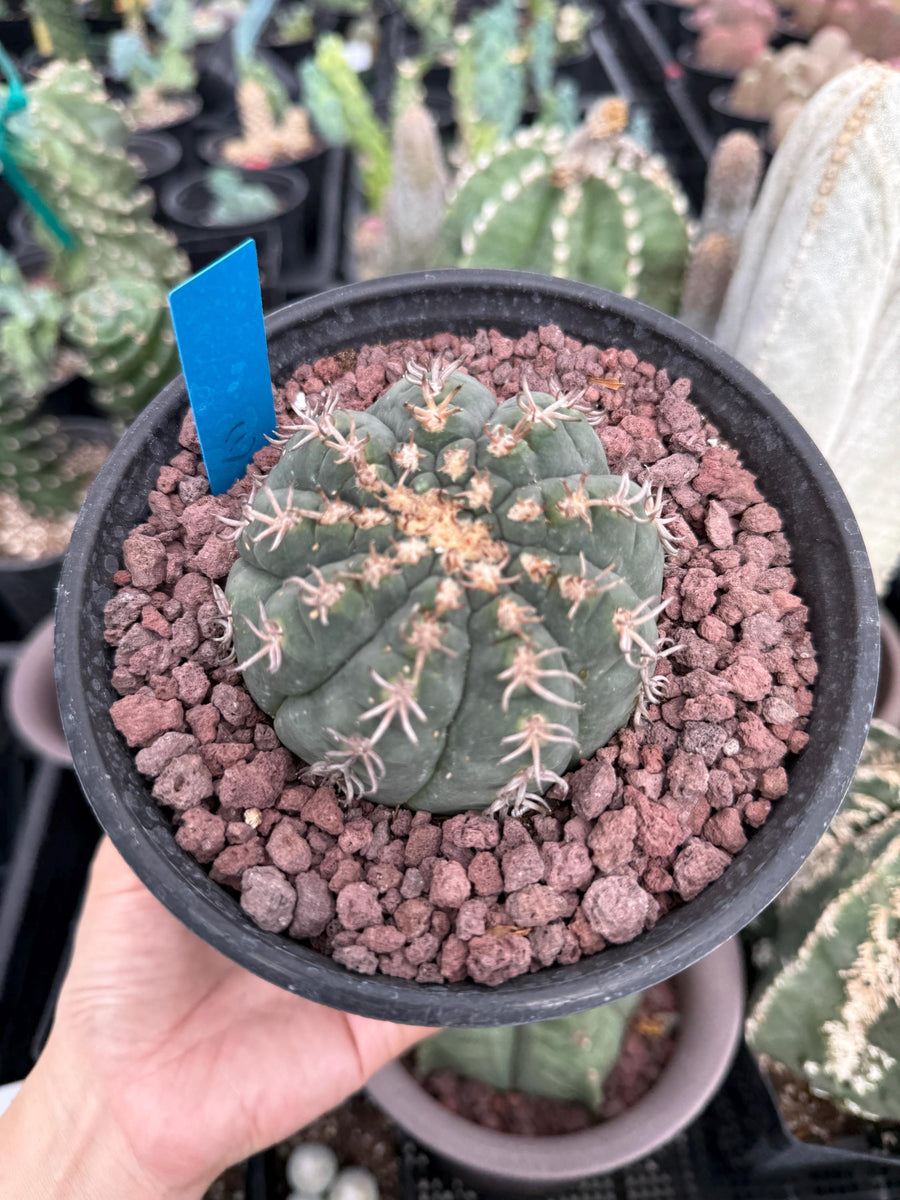 Live Plant - Rare Cactus, Gymnocalycium Spegzzinii var. Unguispinum (6)