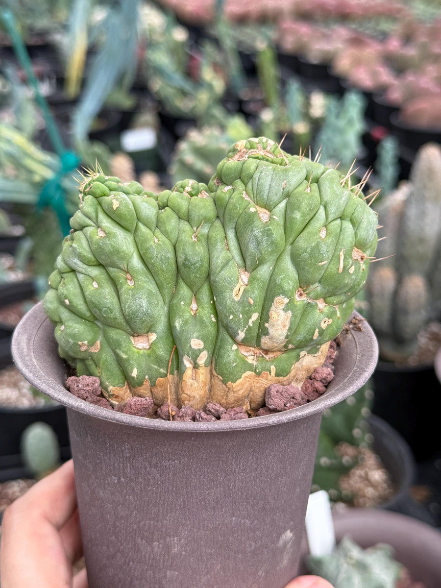 Rare Cactus, Eulychnia Crastanea Crested (1)