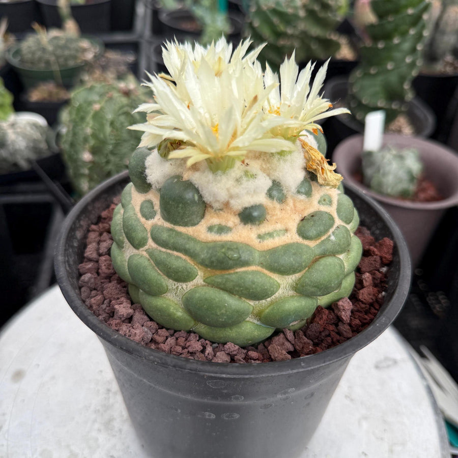 Coryphantha elephantidens cv. Inermis 6” Pot (1)