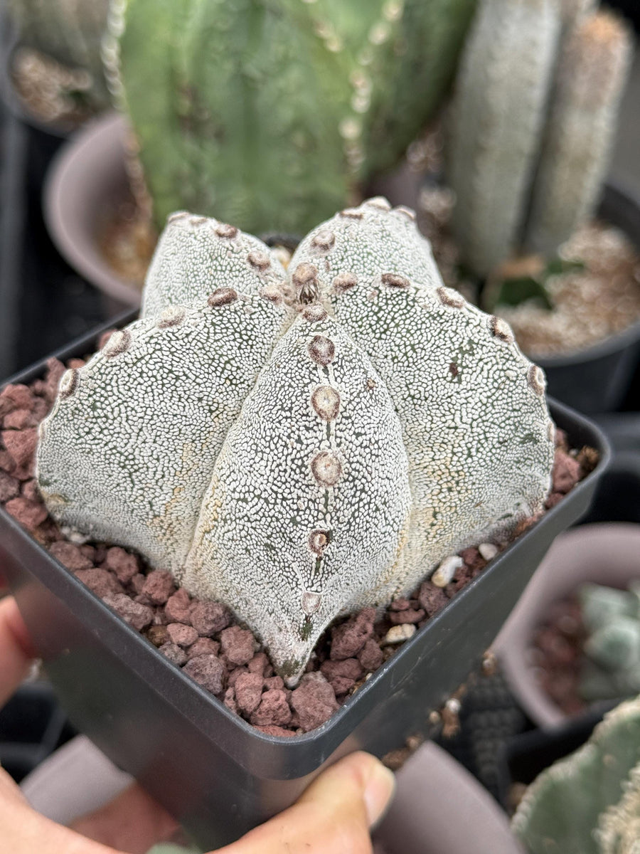 Rare Cactus, Astrophytum Onzuka (4”), Live Plant, WYSIWYG (2)