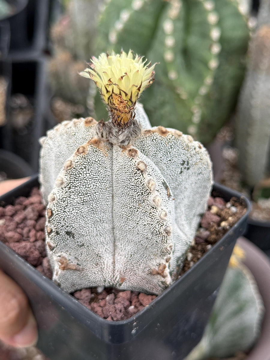 Rare Cactus, Astrophytum Onzuka (4”), Live Plant, WYSIWYG (3)