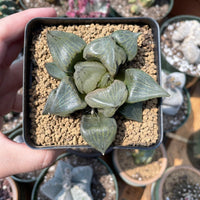 Rare Succulents - Haworthia Emelyae var. Comptoniana 'Urahannya' (2.5-3”）