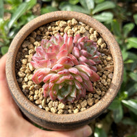 Rare Echeveria Desert Rose Succulent Cluster – Live Rosette Plant – Unique Drought-Tolerant Houseplant
